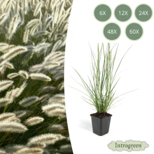 Lampenpoetsergras