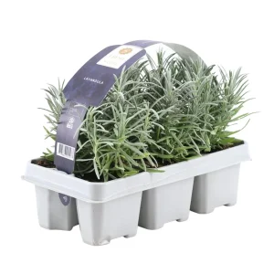 Lavendel, 1x6 Stuks, Kleur Paars, Struik, Heester, Meditteriaans, 6 pack Lavendel angustifolia - 6 x