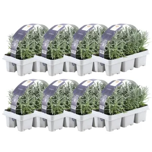 Lavendel, 48 Stuks, Kleur Paars, Struik, Heester, Meditteriaans, 6 pack Lavendel angustifolia - 6 x