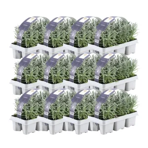 Lavendel, 72 Stuks, Kleur Paars, Struiken, Haag, Mediterraans, 12 x 6er set Lavendel angustifolia - 72 x