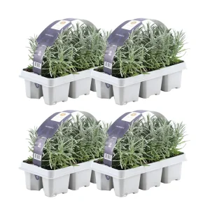 Lavendel, aantal 24, Kleur Paars, Struik, Heester, Meditteriaans, 6 pack Lavendel angustifolia - 6 x