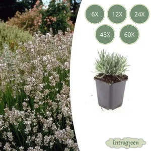 Lavendel Edelweiss