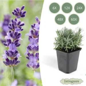 Lavendel Hidcote