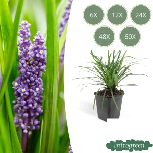 Leliegras 'Big Blue'