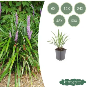 leliegras Ingwersen