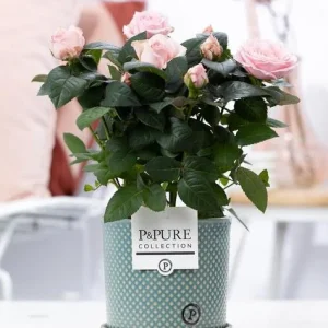 Licht-Roze Kamerroos, Stijlvolle Roze Pot P&PURE Lauren Ceramics, Hoogte