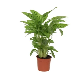 Lichtgroene kamerplant Calathea Leopardina