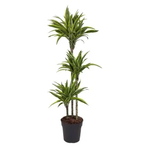 Limoendraak plant binnen (Dracaena Lemon Lime)