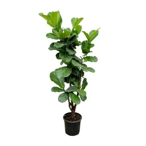 Luchtzuiverende Ficus Lyrata vertakt - Vioolbladplant voor Gezond Binnenklimaat