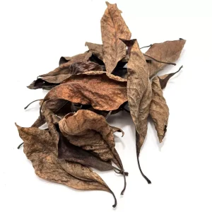 Magnolia bladeren