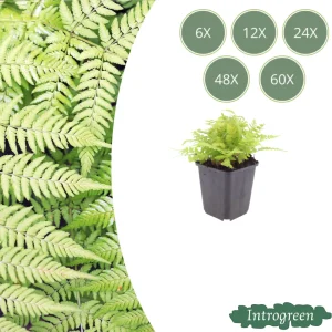 Mannetjesvaren