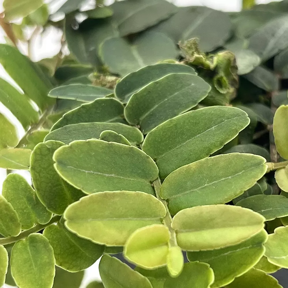 Marcgravia sp - Image 2