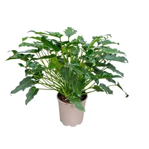 Medium kamerplant Philodendron Xanadu