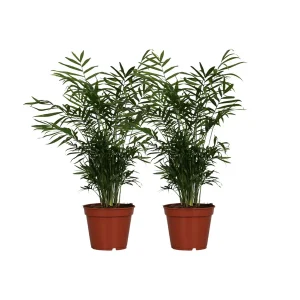 Mexicaanse Dwergpalm, 2 Stuks, Kamerplant, Palm, Chamaedorea Elegans - 2 stuks