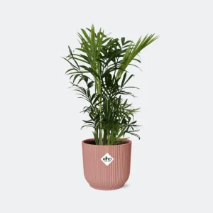 Mexicaanse Dwergpalm in Sierpot, Kamerplant, Palm, Chamaedorea Elegans in ELHO Vibes Fold roze