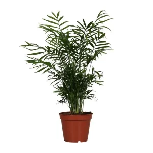 Mexicaanse Dwergpalm, Kamerplant, Bergpalm, Chamaedorea Elegans