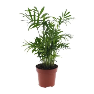 Mexicaanse Dwergpalm, Kamerplant, bergpalm, Chamaedorea Elegans