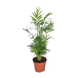 Mexicaanse Dwergpalm, Kamerplant, Palm, Chamaedorea Elegans