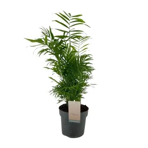Mexicaanse Dwergpalm, Kamerplant, Palm, Chamaedorea Elegans