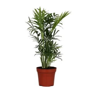 Mexicaanse Dwergpalm, Kamerplant, Palm, Chamaedorea Elegans