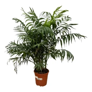 Mexicaanse Dwergpalm, Kamerplant, Palm, Chamaedorea Elegans