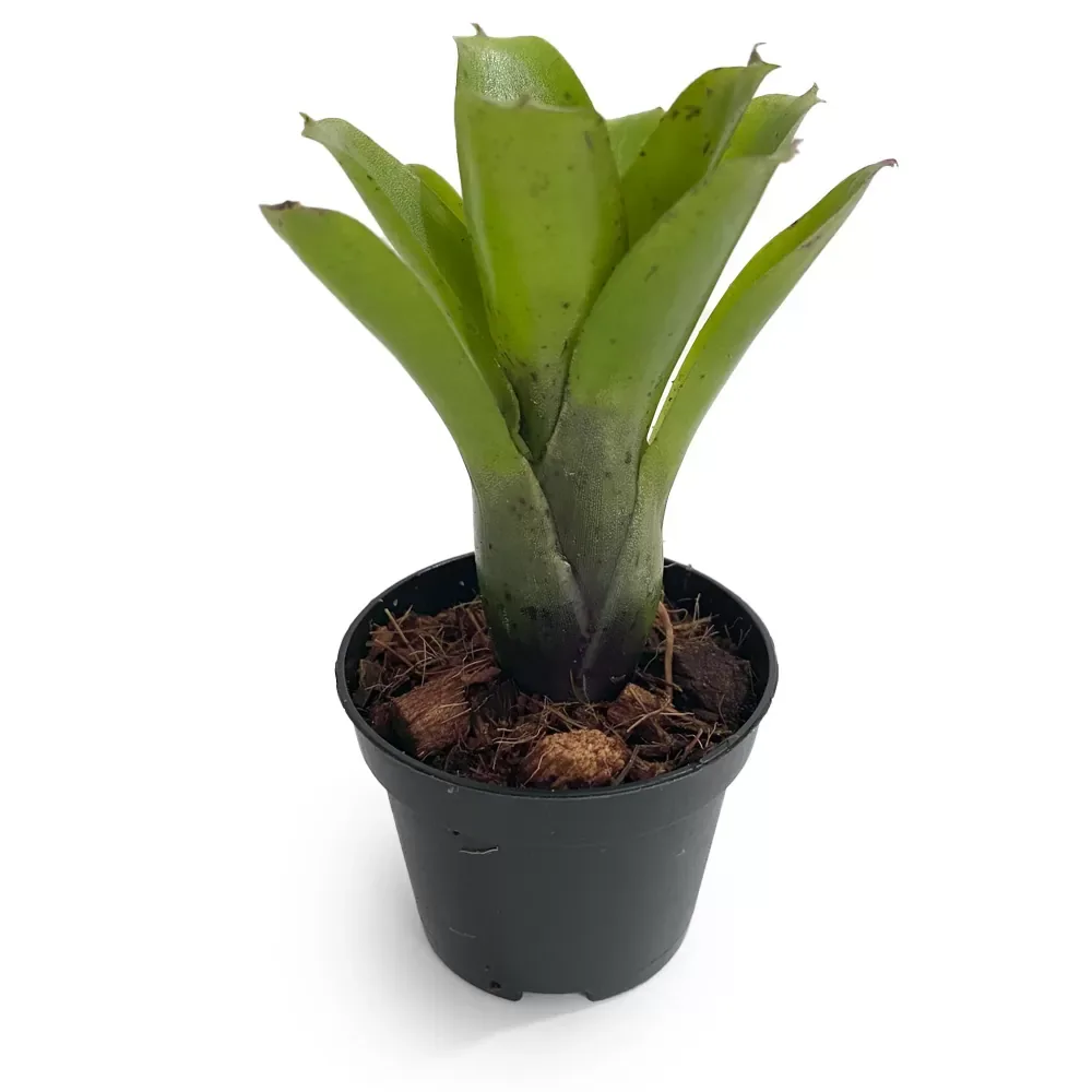 Micro Neoregelia - Image 2