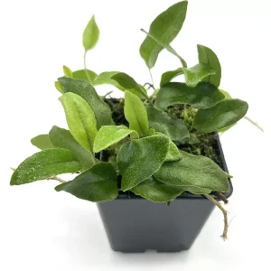 Microgramma Reptans