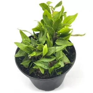 Microgramma vaccinifolia
