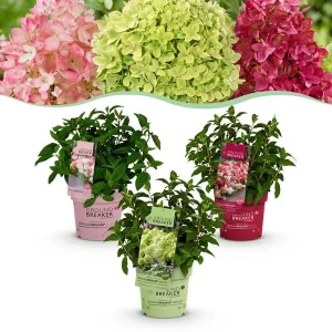 Mix van 3 Soorten Pluimhortensia Wit - Groen/Creme - Creme tot Robijnrood