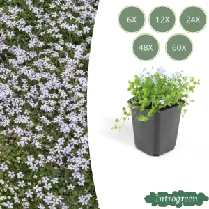 Moerassterretje Blauw
