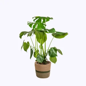 Monstera Deliciosa Tauerii, inclusief mand