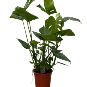 Monstera (Swiss cheese plant) - gatenplant voor binnen