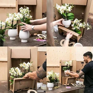 Mooie Vlinderorchidee Ghent, Kleur Wit, + Gouden Groove Sierpot
