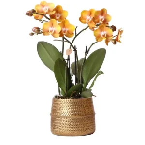Mooie Vlinderorchidee Las Vegas, Kleur Geel met Oranje, + Gouden Groove Sierpot