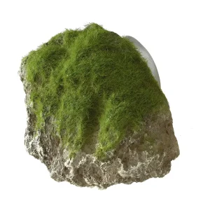 Moss Stone With Suction Cup S – 12×9,5×10,5CM