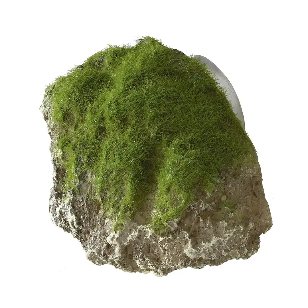 Moss Stone With Suction Cup XS – 9x6x6,5CM