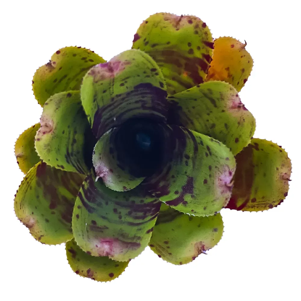 Neoregelia Alley Cat