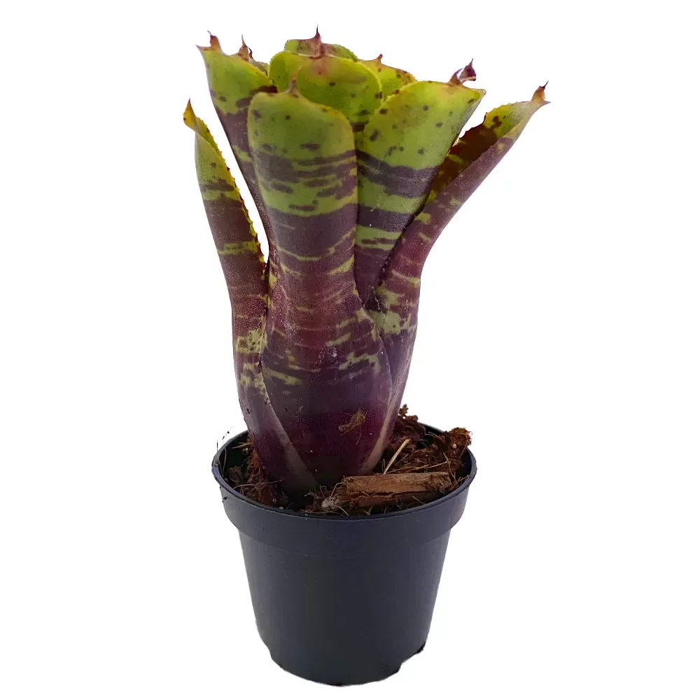 Neoregelia Alley Cat - Image 2
