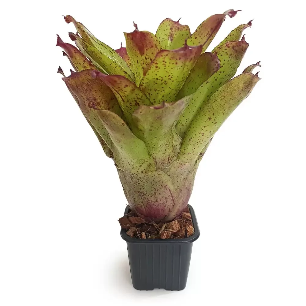 Neoregelia Angel Face - Image 2