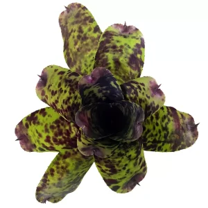Neoregelia Caviar