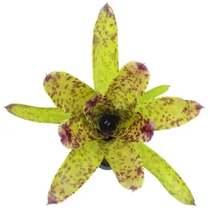 Neoregelia Cheers