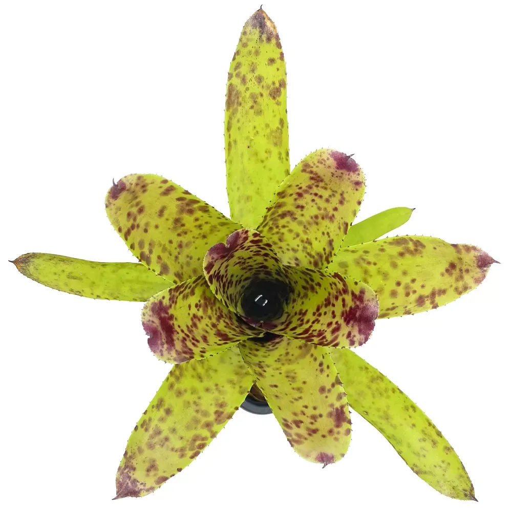 Neoregelia Cheers