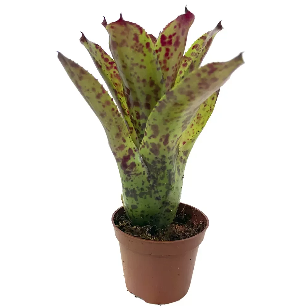 Neoregelia Cheers - Image 2