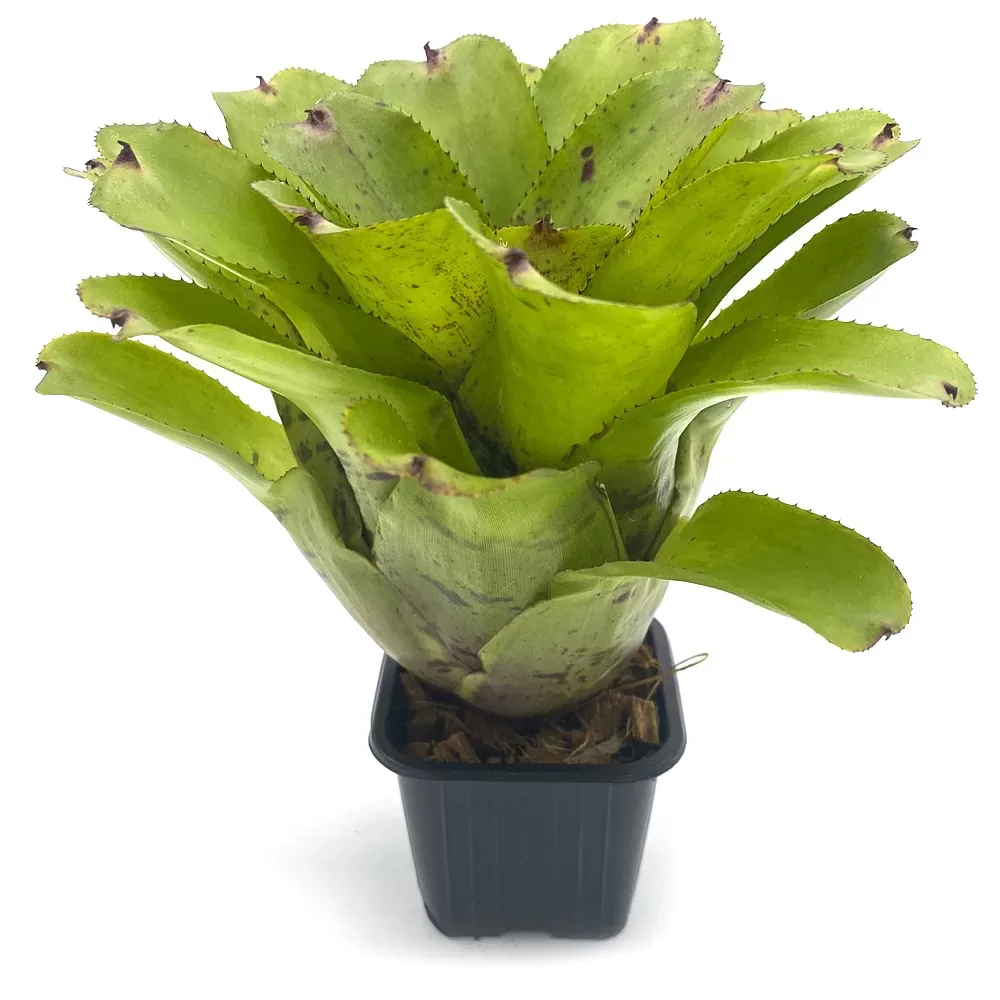 Neoregelia Chubby - Image 2