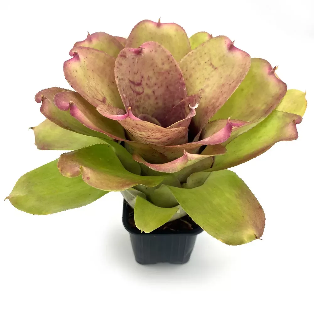 Neoregelia Chubby x Pink Debbie - Image 2