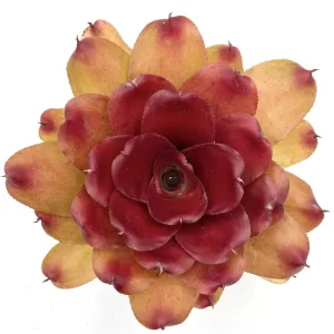 Neoregelia Compact Hybrid