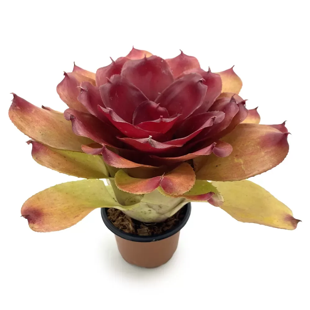 Neoregelia Compact Hybrid - Image 2