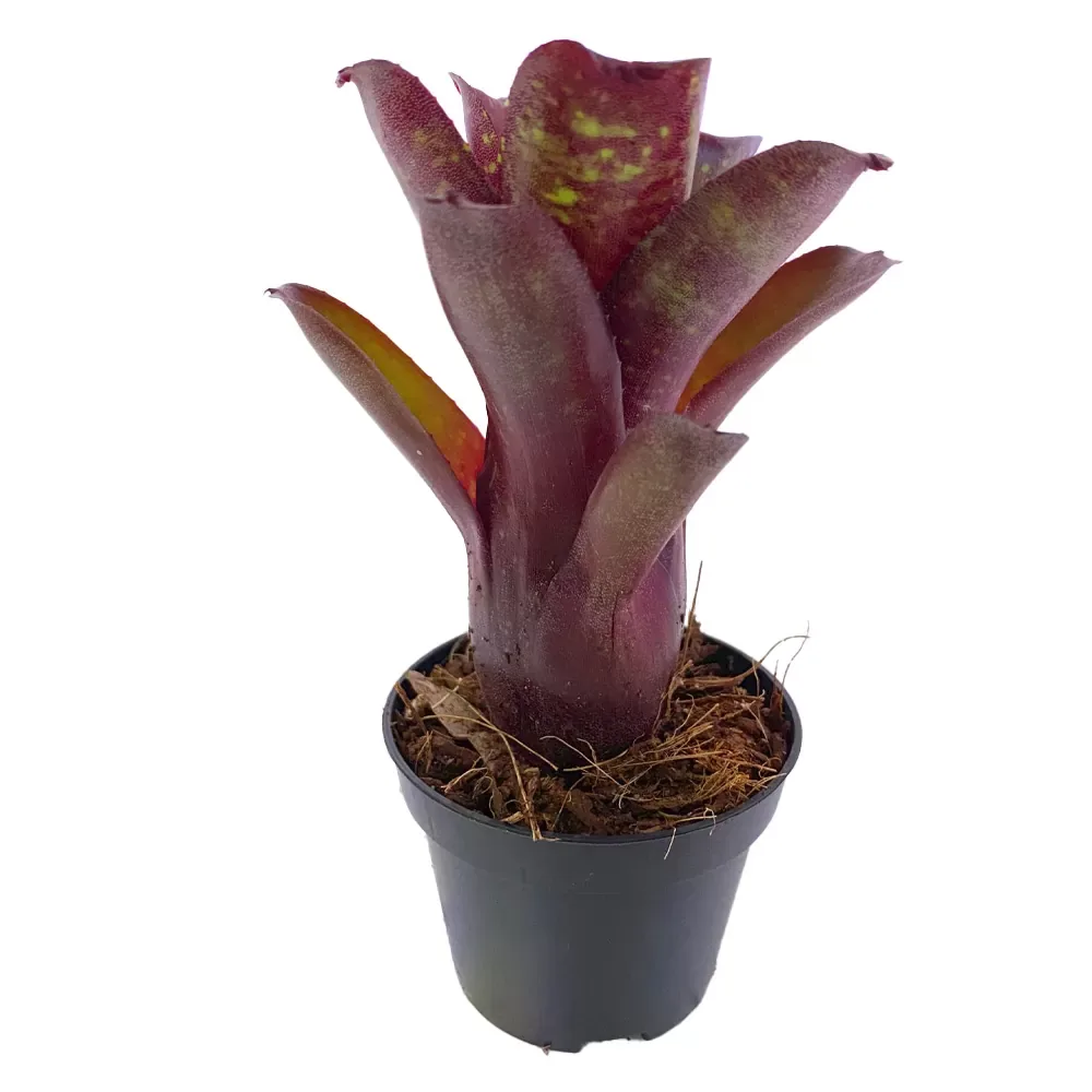 Neoregelia Dartanion - Image 2