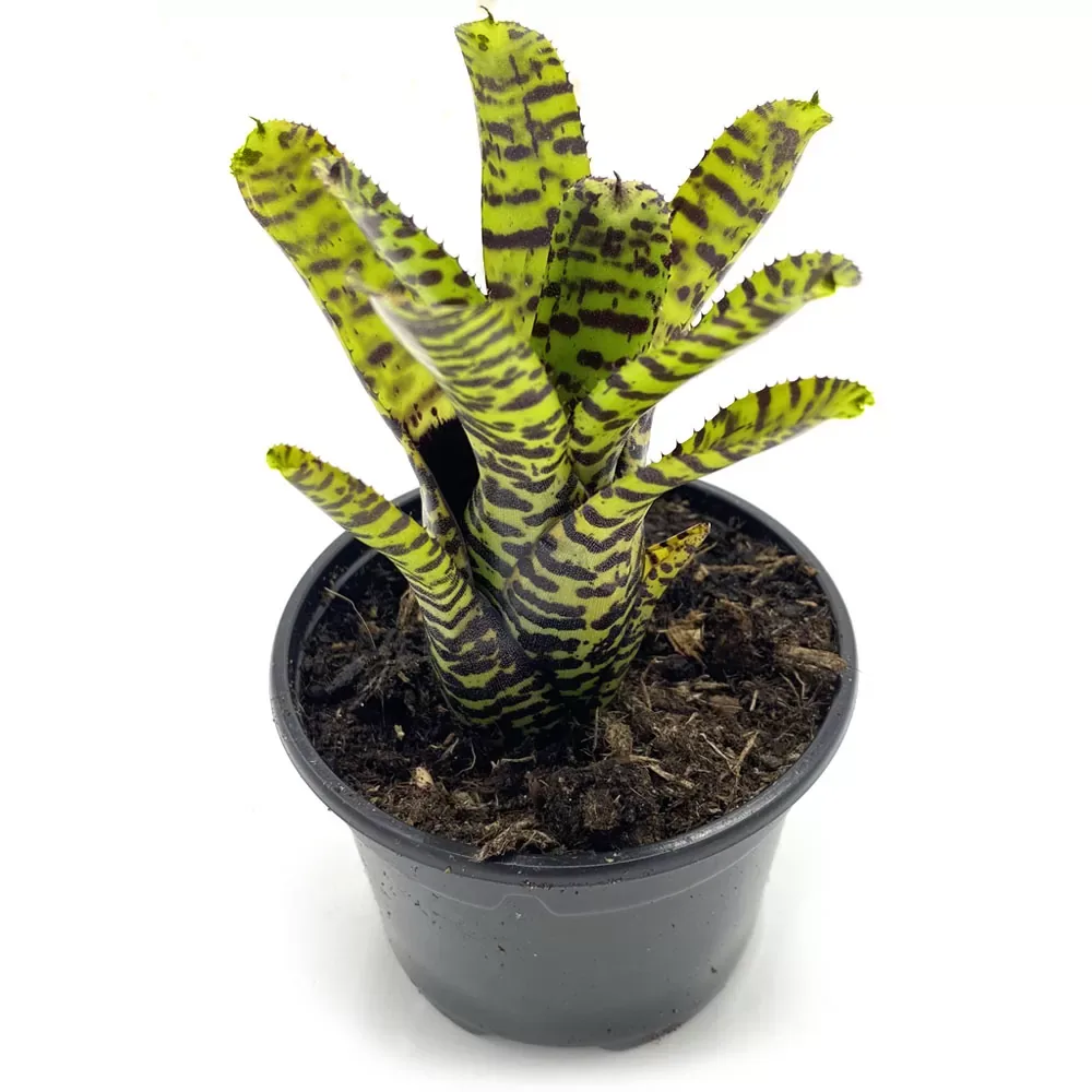 Neoregelia Eteria - Image 2