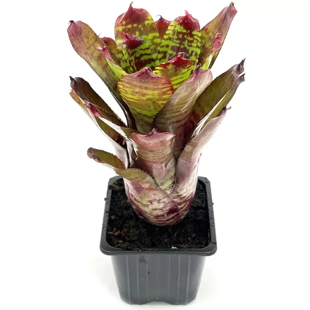 Neoregelia Golden Pheasant - Image 2